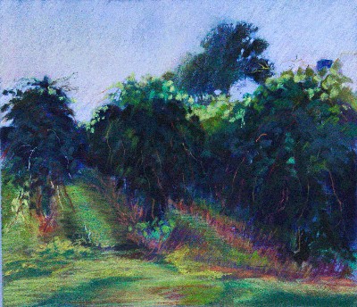 Vineyard Morning